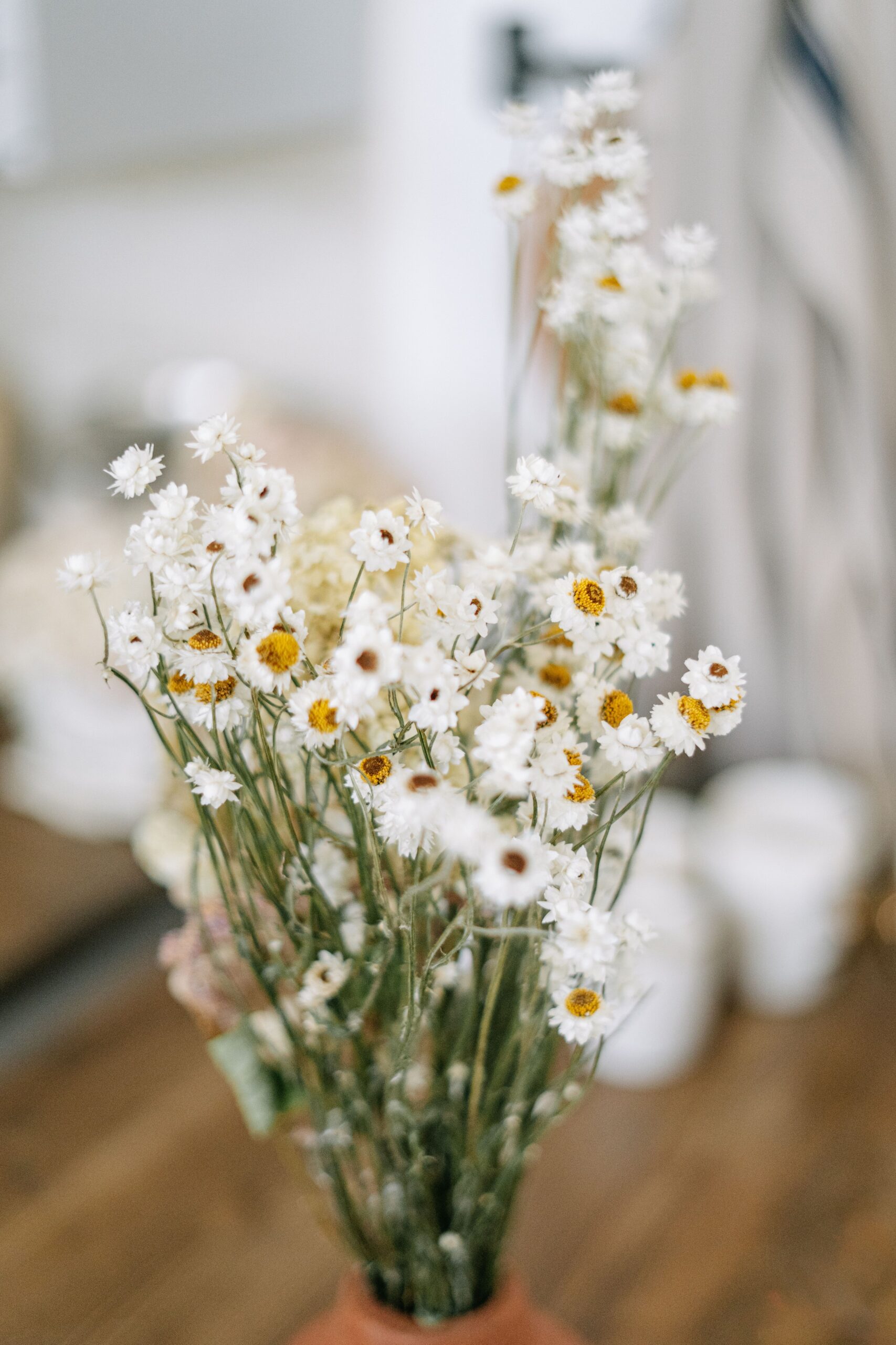 Fresh daisies in a vase